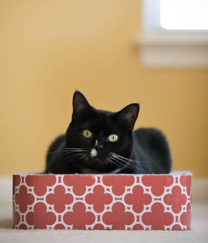 main-qimg-2192246fc5c2eb0f847132b2d7ab76d1