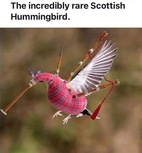 Hummingbird