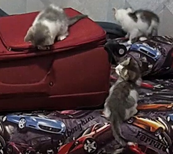 3 calico kittens isolated