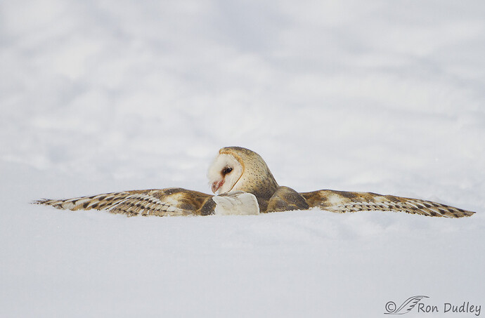 barn-owl-5481c-ron-dudley