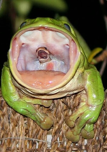 Frog Swallows a Snake