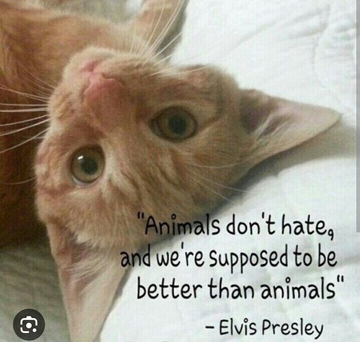 main-qimg-ae85659c985b8cc5c55210ec3ae03780