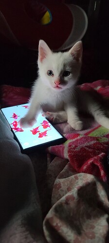 main-qimg-0af57f96de35f2ed1d2c02c150114c01