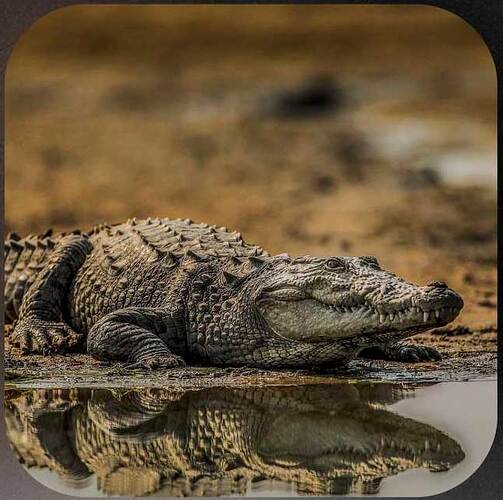 crocodile