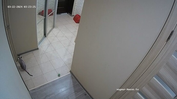 realm62-cam111-1711067037