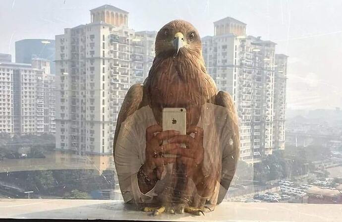 Article-Image-PerfectlyTimedPhotos-iEagle-iEyed-min