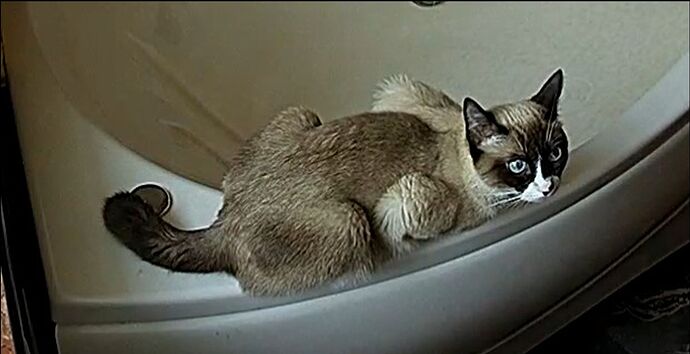 cat_240606_bathroom_@_HJSW