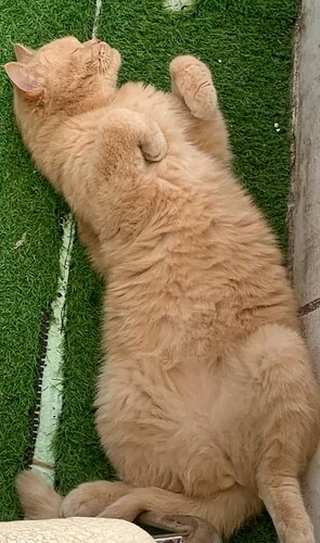 90ba34988dbdc7d6ffa1904e0919e5c7c0ac1e93