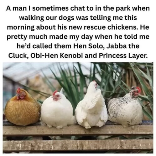 Rescue Hens