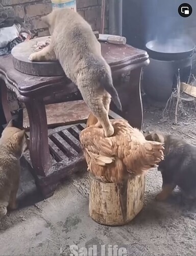 main-qimg-d7e42197f75fc3ae4f752ddcc4482d6d