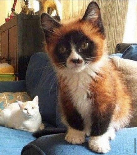 main-qimg-1c4c9c6aa6ecd70cef58c4edae31401a