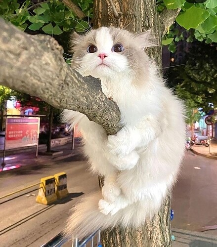 main-qimg-48a9832dffae77a5dec0111a92eb8627