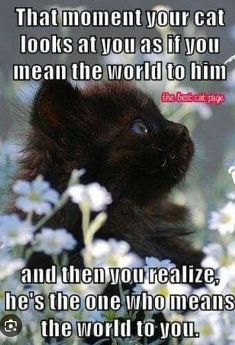 main-qimg-2dcff5ca9d0147bd2e7869872634db69