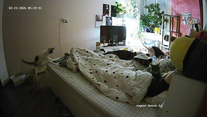 realm60-cam17-1771663100