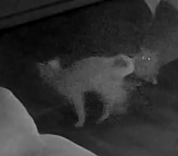 Struggles for the throne 2a