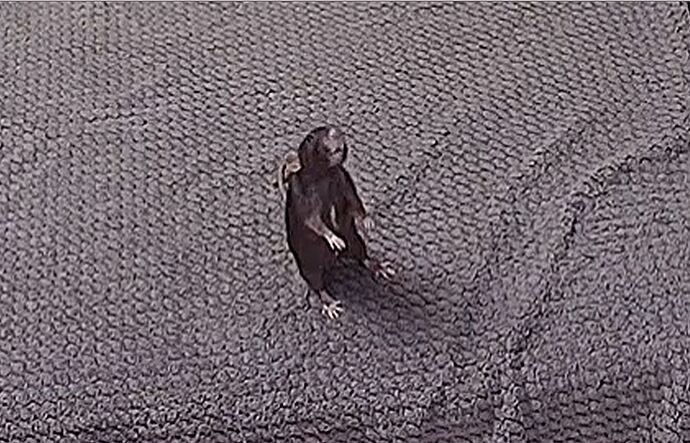 rat_230605_@_Wendy_realm48-cam14-1685965427