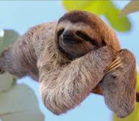 sloth_in_tree_license-free-photo