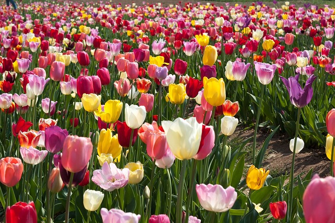 tulpenbluete-2013-duesseldorf