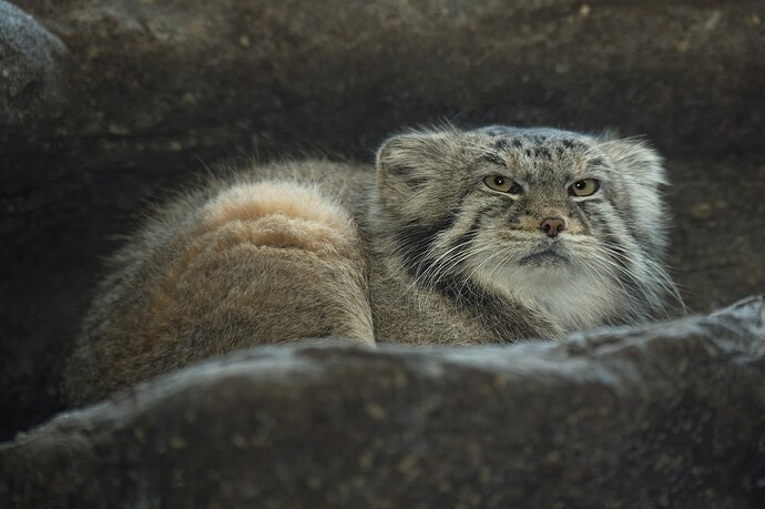 Julie-Larsen-Maher_1478_Pallas-Cat_PPZ_11-19-14