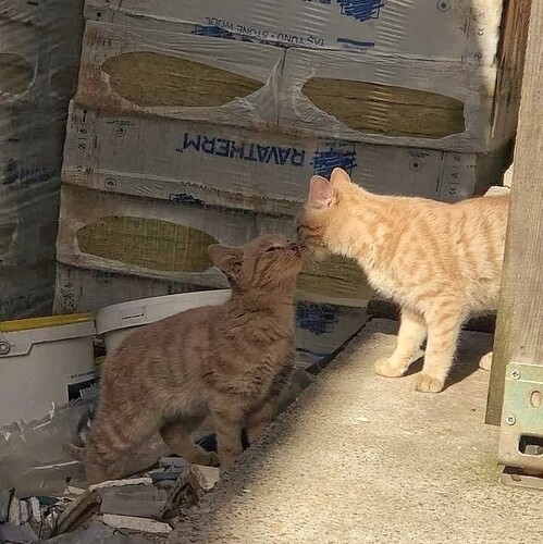 main-qimg-067b0d1338afd4a49183afa9c40bcb3c-01