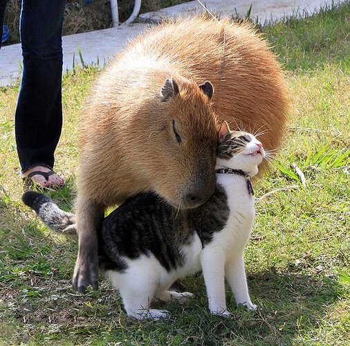 main-qimg-1134e8d99fbcc7609158cd626e92626b-lq