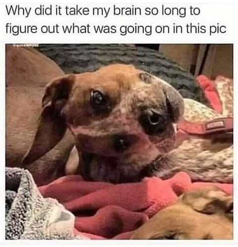 Dog