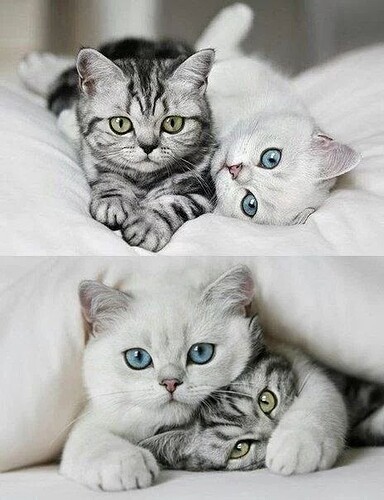 main-qimg-649b6d715413f77d69c3ed2c89962649