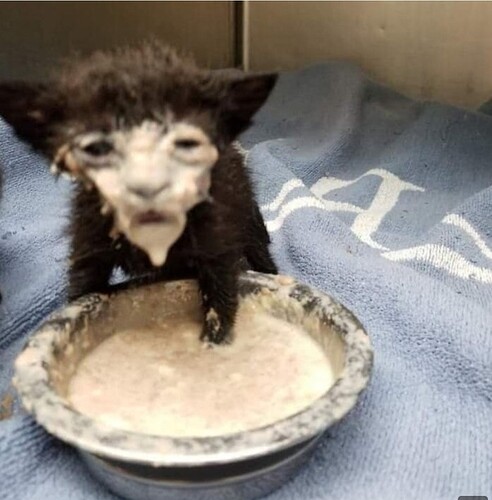 main-qimg-d02ee9236eb9f0341f0710c5ebfb78c9