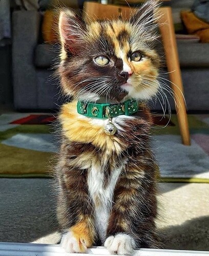 main-qimg-9c322f7e72bf098612908cb03c2bafa6