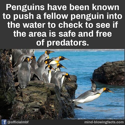 main-qimg-cffdd364b0853bf936cdb5d073b74c20-lq