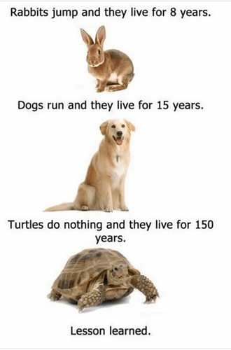 Turtles