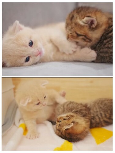 main-qimg-00b587ab455335f15734bcfc01417163