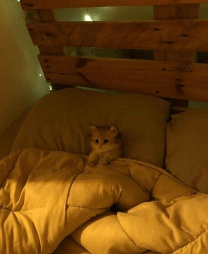 main-qimg-341377878ec38c7d197f686b6c8bf080