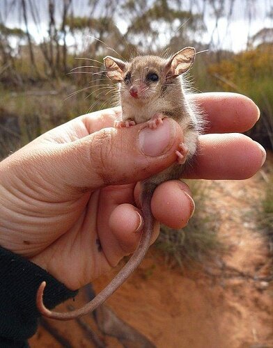 Australian pygmy possum
