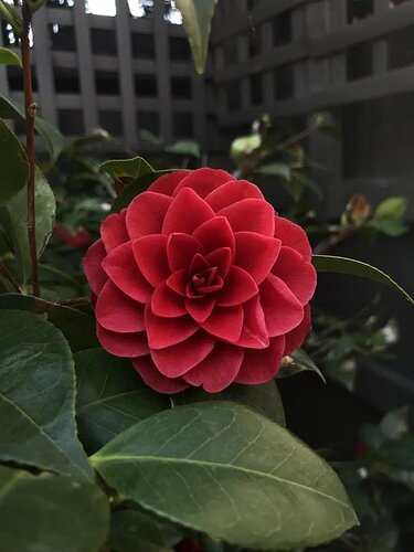 Perfect Fibonacci flower