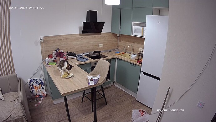 cat_240215_eats_dinner_@_Harmony_realm33-cam11-1708023332