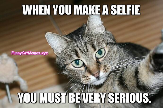 Serious-selfie-Funny-Cat-Memes