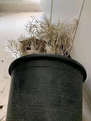 main-qimg-12b14a5146c9f41da8a20e9cf588916a