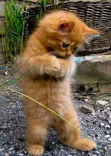 main-qimg-05c3fe7b3fb5c235a9acb6315cdf0891