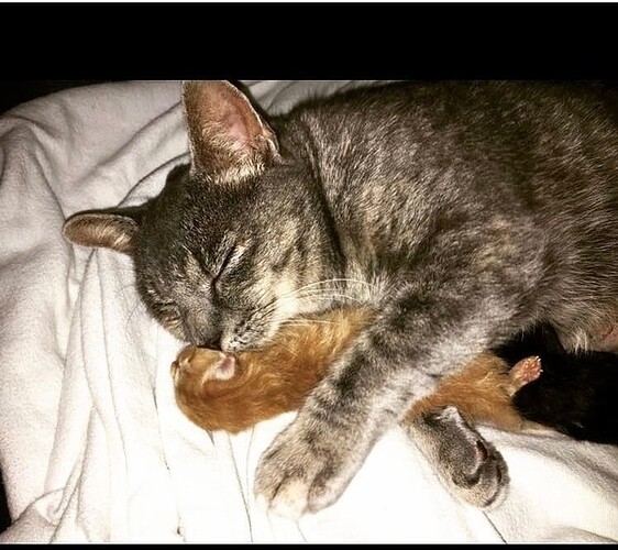 main-qimg-d545d9367ae7810732464b588b9c8d86