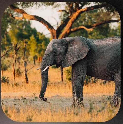 elefant