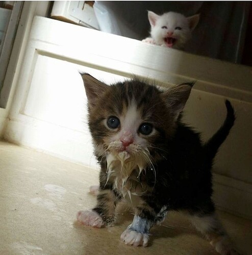 main-qimg-43cc4c96ba86c366da5afdfc19b78559