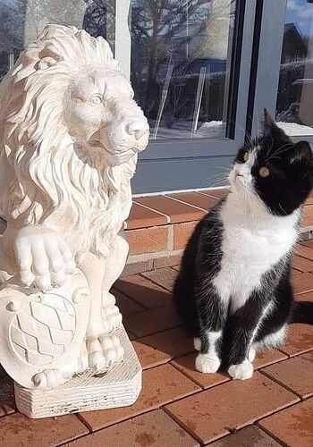 CAT 02