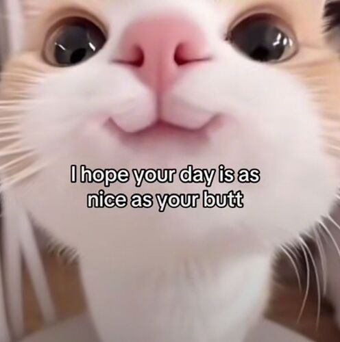 Days as nice as-cat