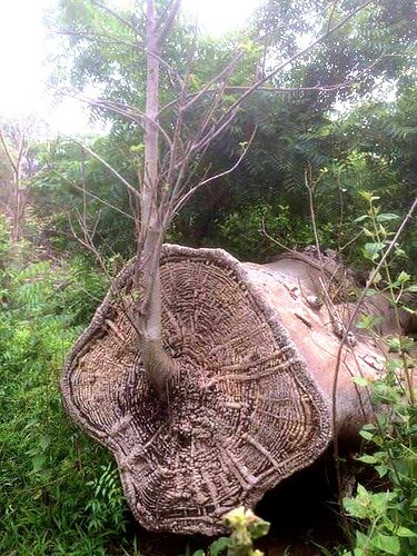 A Baobab tree reborn from the remains of its former self