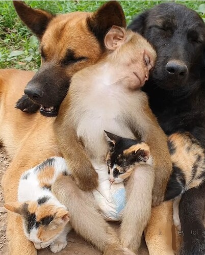 main-qimg-2715cfbef737598cdcced456fe6a0c5b