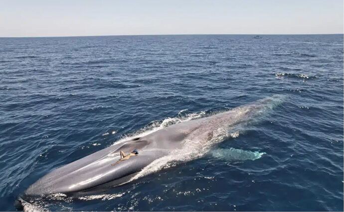 WhaleTour6-2