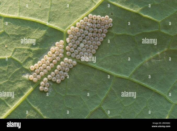 butterfly-eggs-under-cress-leaf-small-white-pieris-rapae-2R83G82