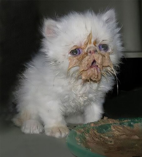 main-qimg-ce99f748117a99decc96e6162e08a089