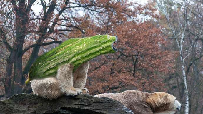 Cucumbear-1